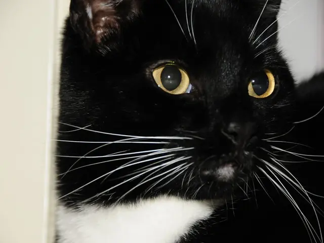 Emblem of the Strike