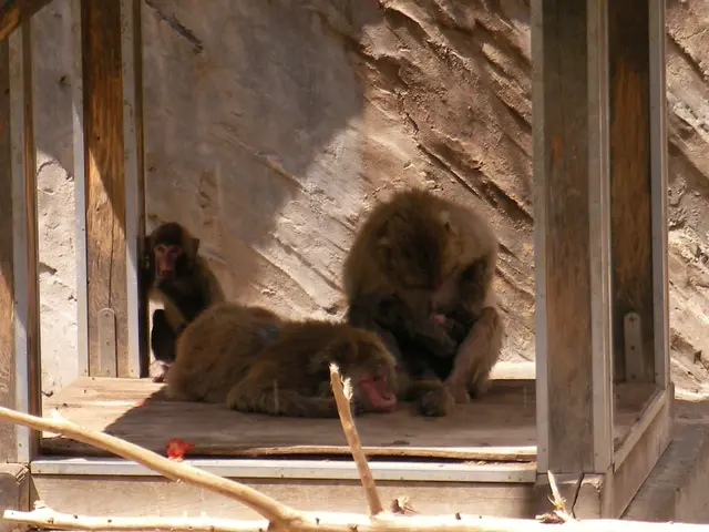 Zoo takes preparatory measures for euthanizing baboons