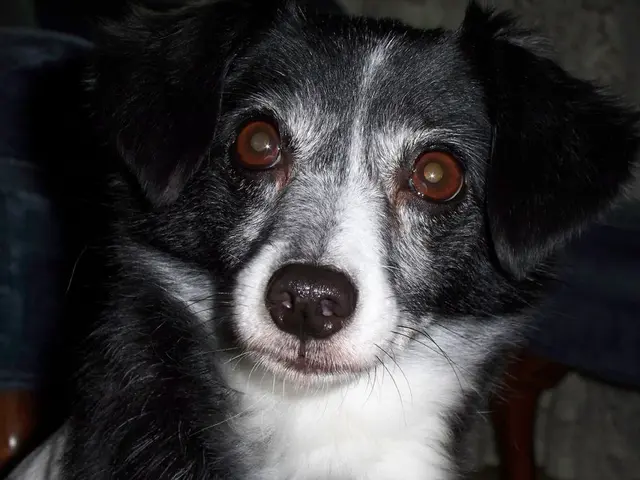 Dog's Television Viewing Habits Reveal Insights into Their Character Traits