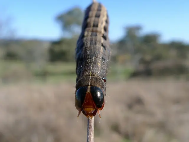 Massive, Monstrous Stick Insect Unearthed in Expected Location