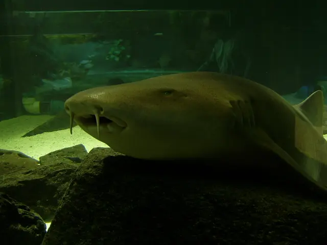 Evaluating Aquarium Water Quality Using NT Labs: A Purchaser's Handbook