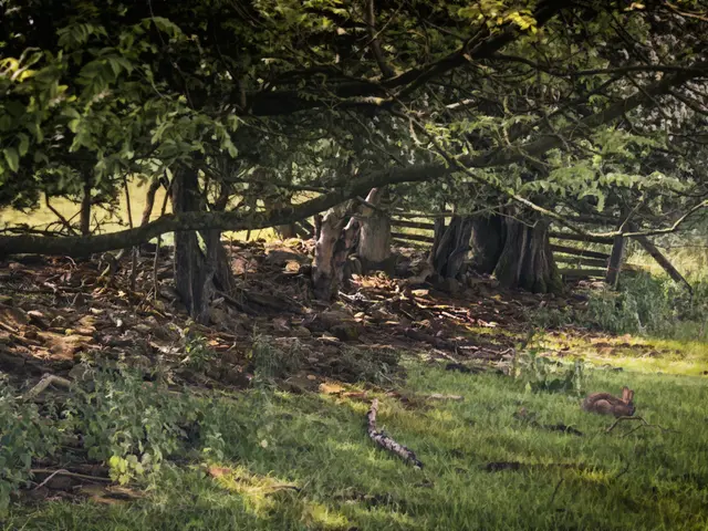 Agricultural land of approximately 17,000 hectares of Ambrosia plants were harvested prematurely in...