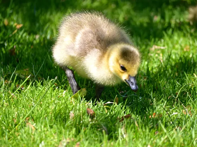 Federal authorities rescind proposal safeguarding land habitats for imperiled species