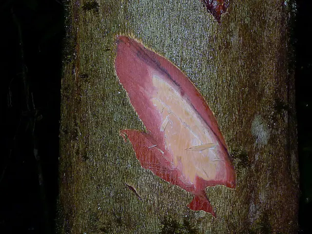 UCLA researchers granted $21.8 million by CIRM to progress innovative stem-cell treatments