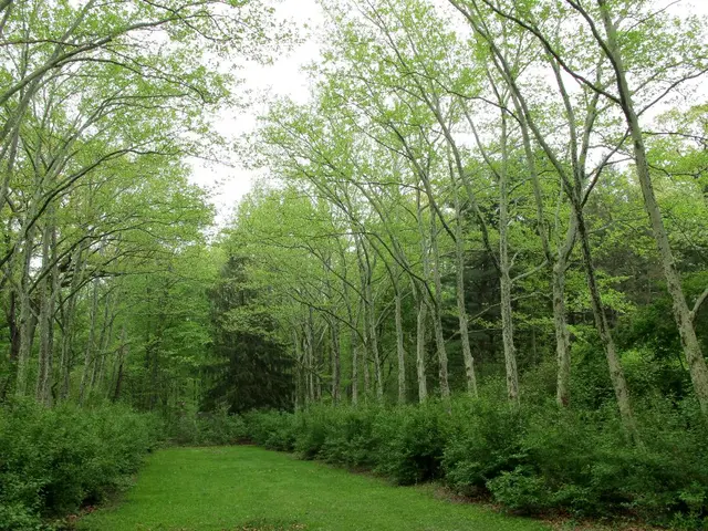 Maintaining the greenery while asserting dominance over it: a balancing act.