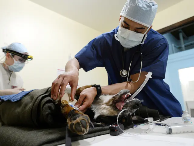 Unveiling the Mechanics of the Human Blockhead