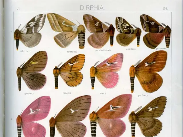 Creative Problem-Solving Boosted through Disorder in Brain Functions