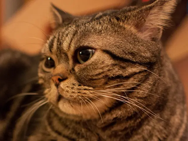 Feline Bumps: Varieties and Their Significance