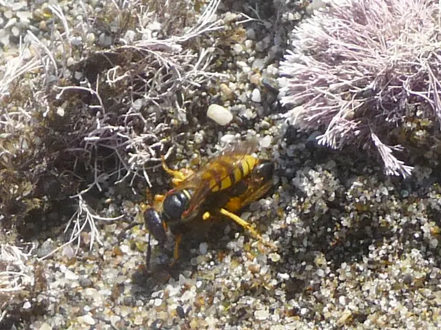 Radioactive Wasps Found Swarming in South Carolina