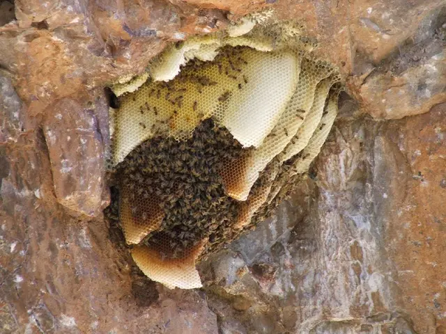 Daily fluctuating hives: Understanding causes and remedies