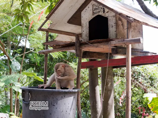 A PTSD-plagued veteran sanctuary in Mississippi aids monkeys in seeking tranquility