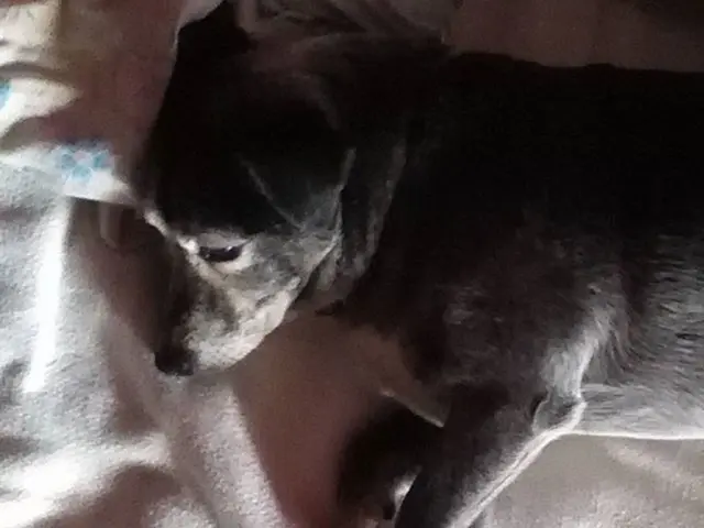 Lifecycle and Propagation of Lice: Their Stages, Methods of Transmission, and Other Facts