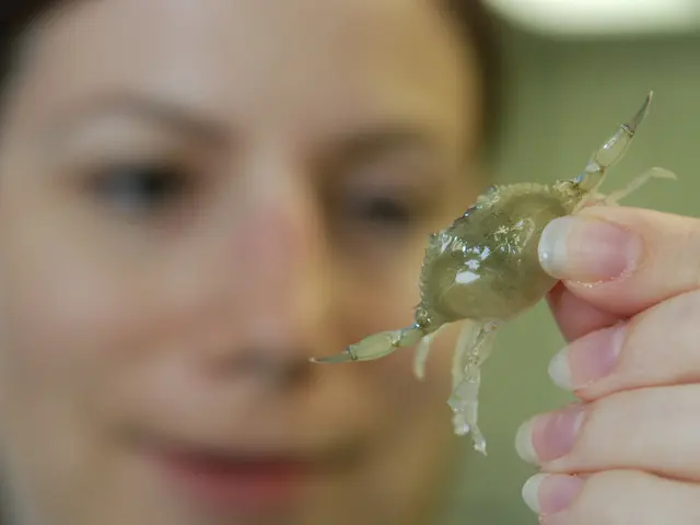 Researchers Deploy Robot Crustacean, Simulating Waves, to Interact with Fiddler Crabs in Scientific...