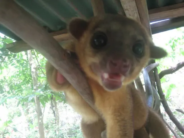 "Urgent Cry for Salt Grains!"