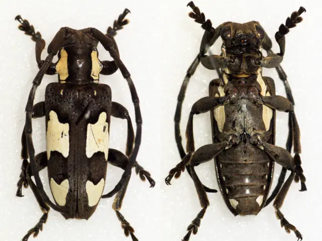 Images, sources, and remedies for Leukocytoclastic vasculitis, a condition featuring blood vessel...