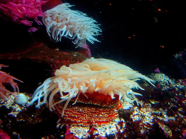 Massive Coral Destruction Records in Australia's Great Barrier Reef
