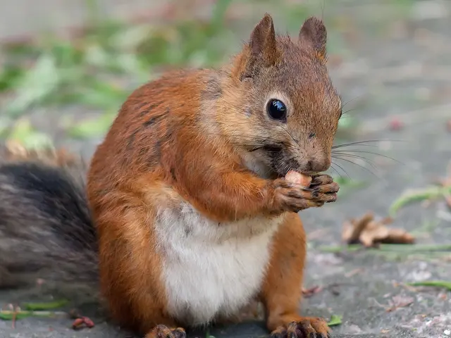 Peanut Butter's Protein Strength: Unveiling the Scientific Basis for Muscles' Affinity