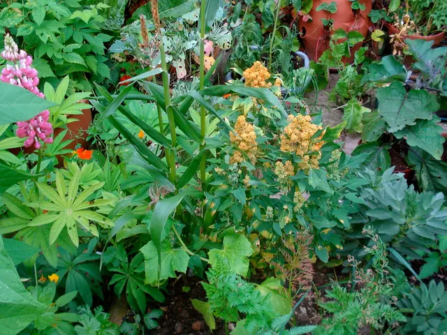 Urgent Action Needed to Preserve Medicinal Herbs, Warns Head of National Medicinal Plants Board