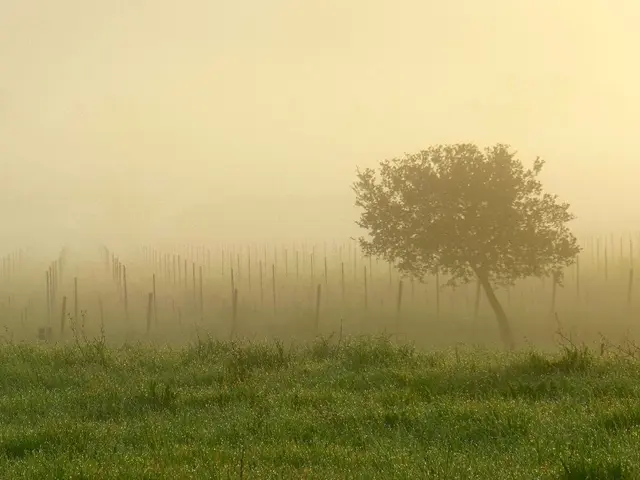 Struggling with brain fog? Discover methods to combat cognitive haze, and learn to identify...