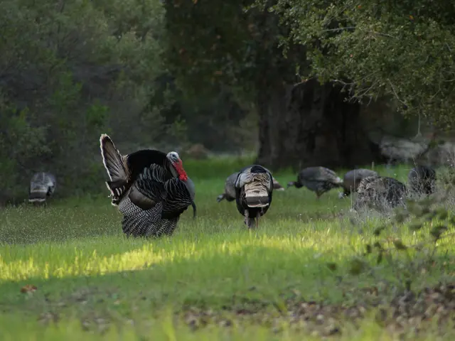 Prices for hazelnuts have risen significantly