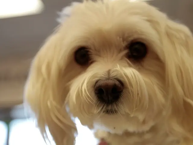 Expanded on Canine Liver Enlargement: Root Causes, Signs, and Remedies