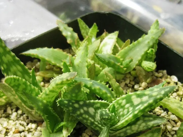 Aloe Vera Extract Market set for exponential growth, projecting a Compound Annual Growth Rate...