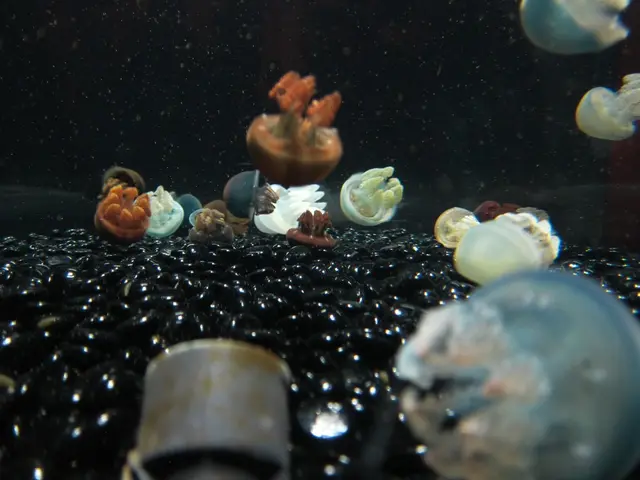 Absence of Vibrio-related ailments reported in Turkey, according to the country's Health Ministry.