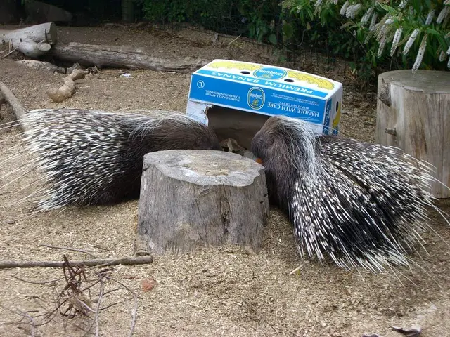 Genetic Disorder Known as Guenther Porphyria Explained