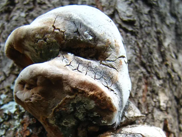 Pine Tree Fungal Disease: Diplodia Tip Blight, Targeting Two-Needled Species