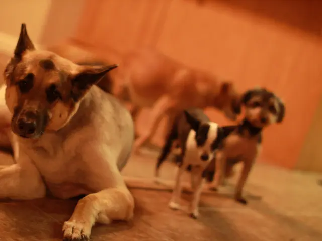 Relocating Strray Dogs Across Delhi-NCR Regions: Major Decree by the Supreme Court Announced