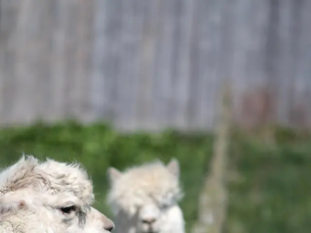 Uncovered dietary deficiencies in the Al-Naimi sheep farms managed by KISR