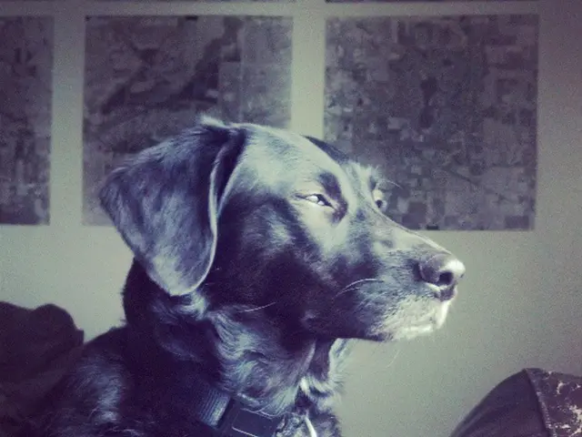 Delhi authorities orders mass roundup of roaming canines under government direction