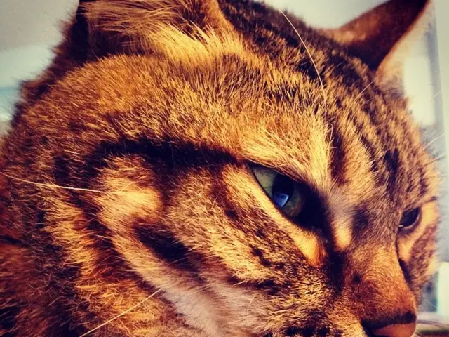 Expanded Cardiac Condition (Dilated Cardiomyopathy) in Cats, as Examined by Veterinarian Sarah J....