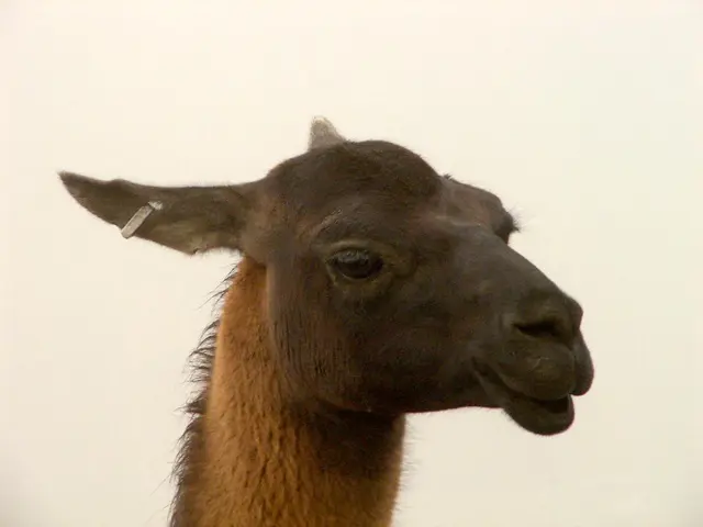 Veterinary advice on maintaining a dog's ear hygiene: useful techniques and tricks