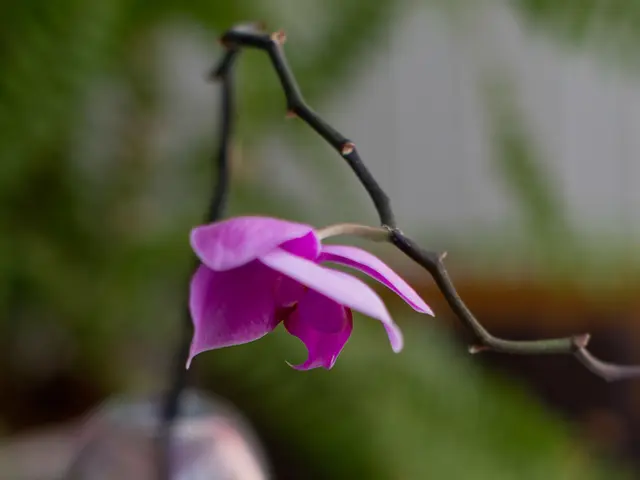 Flaxseed and Prostate Cancer: Advantages and Additional Information