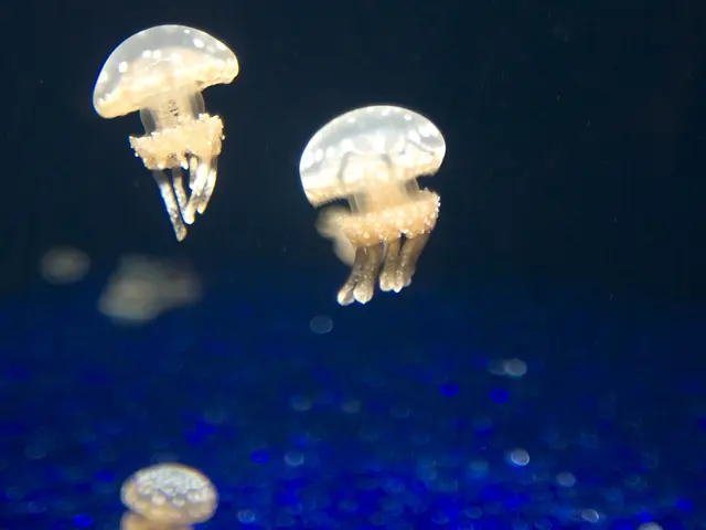 Thousands of jellyfish storm the Gravelines nuclear power station