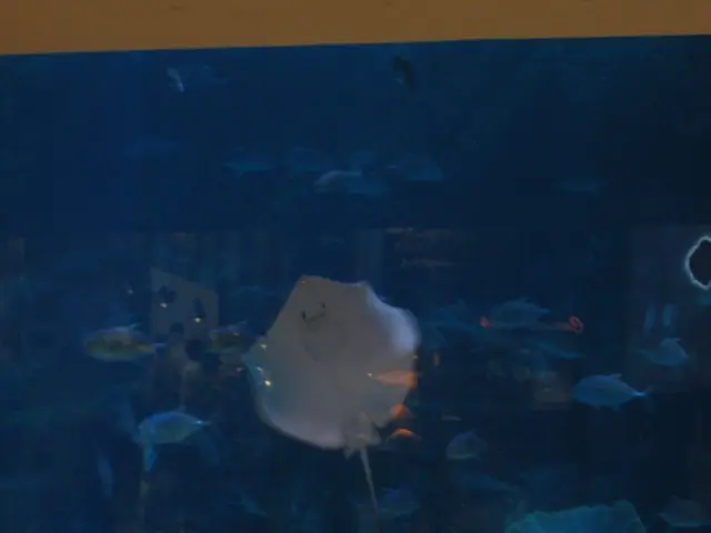 Preparing the Ground for a Bloom of Aquatic Plants in a Tank