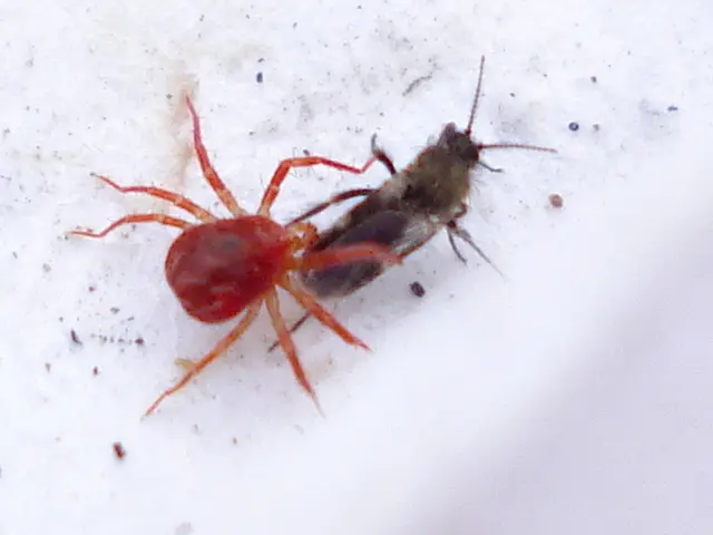 Negative Impacts of Insects and Vermin on the State of Real Estate Structures