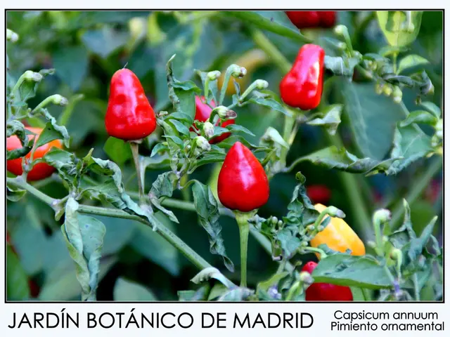 Natural Tinnitus Treatments: French Maritime Pine Bark, Huperzine-A, and Turmeric