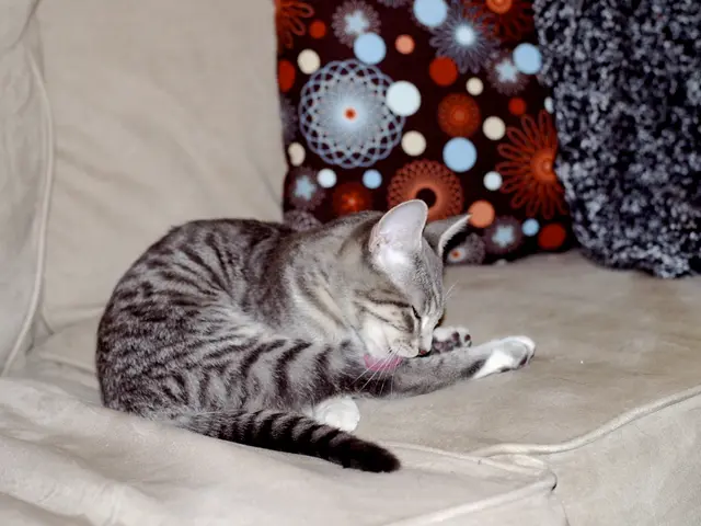 Exhibiting Additional Affection for Your Elderly Feline: Strategies Recommended by Jodi Helmer,...