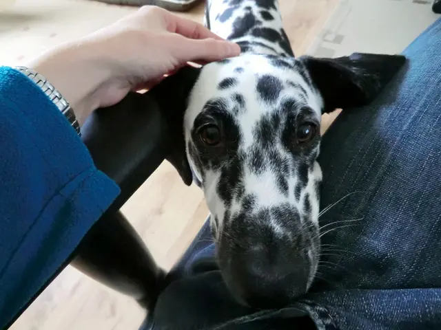 Dog paw licking: 9 potential reasons and effective treatments explored