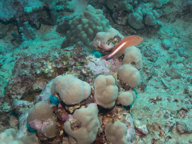 Witness a Giant Sea Snake Swallowing an Equal-Sized Eel