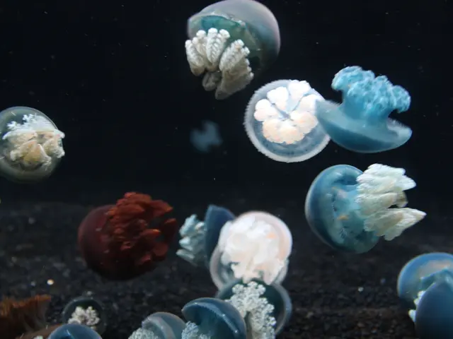 Jellyfish disrupt normal operation of France's nuclear power plants, affecting a significant 10%...