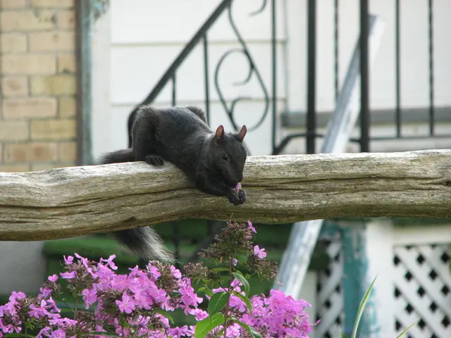 Tasmanian Devils Confronting Cancerous Jaw Ailment