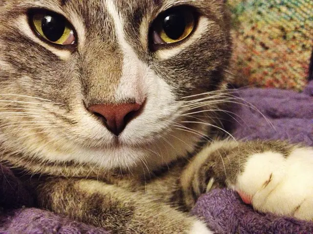 The Enigma of the "M" Mark on the Brows of Tigger Felines