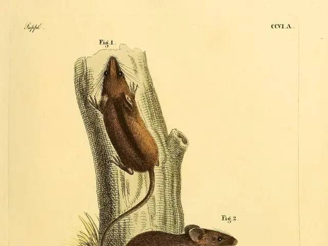 The Function of the Hippocampus in the Creation and Recall of Memories