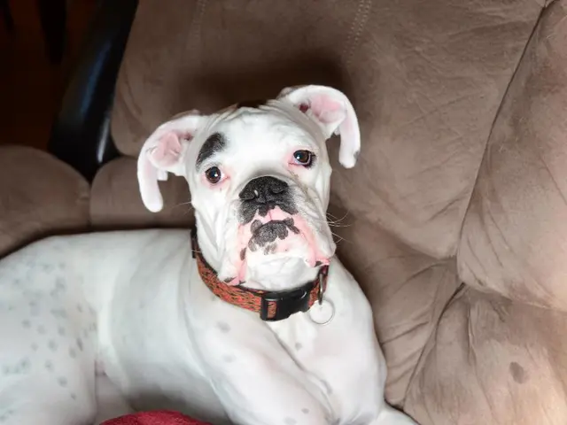 Sunscreens for dogs: A veterinarian provides insight with unexpected conclusions