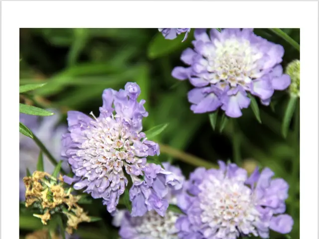 Jakafi Dosage Information: Exploring strength, form, administration methods, and additional details