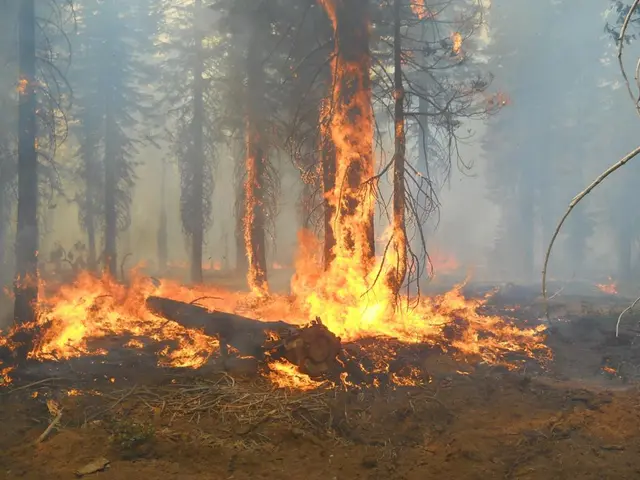 Emergency response team in FW Hünxe removes hazardous substances from a forest area