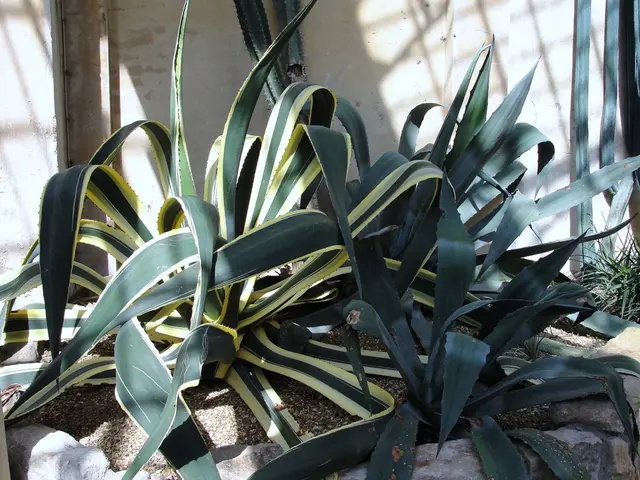 Fruits such as pineapple and kiwifruit may cause mouth and tongue discomfort due to high acidity...